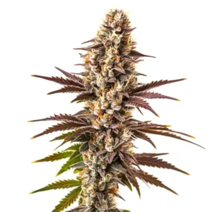 Melonade – Blimburn Seeds