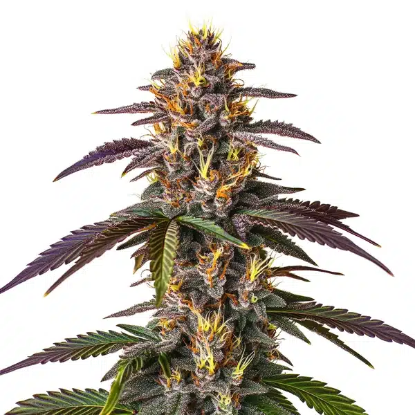Mendocino Purple Kush – Blimburn Seeds