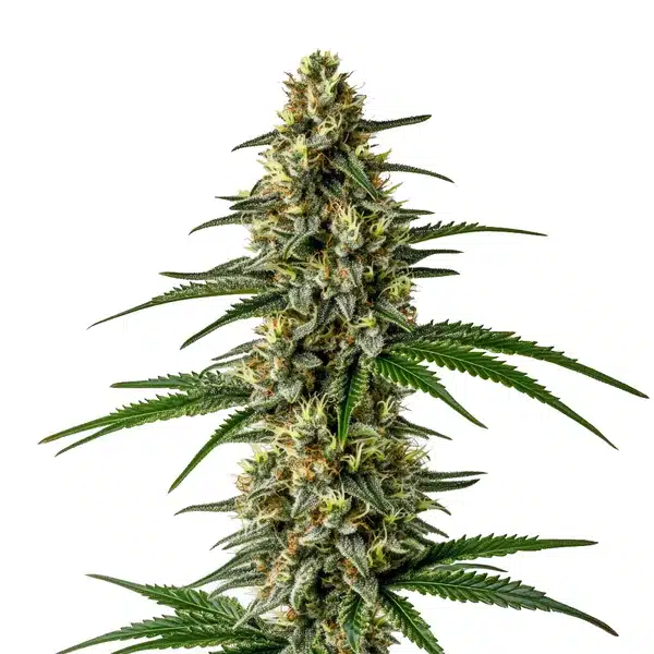 Mexican Haze – Blimburn Seeds