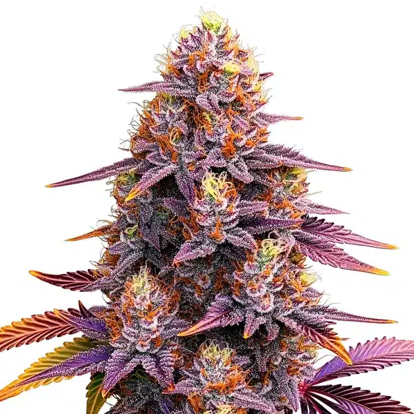 Mimosa F1 – Blimburn Seeds