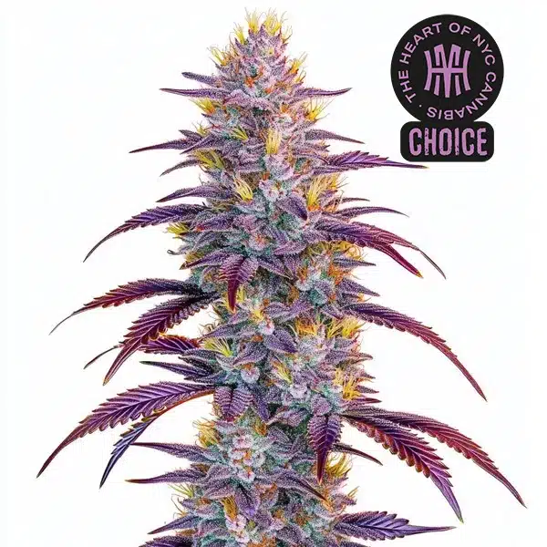 Mimosa HMC Edition – Blimburn Seeds