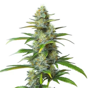 Moby Dick Autoflower – Blimburn Seeds