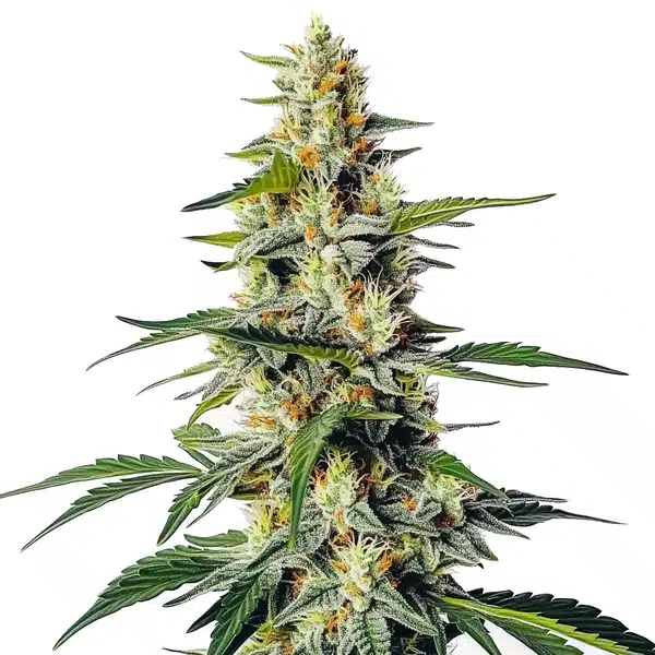 Moby Regular – Blimburn Seeds
