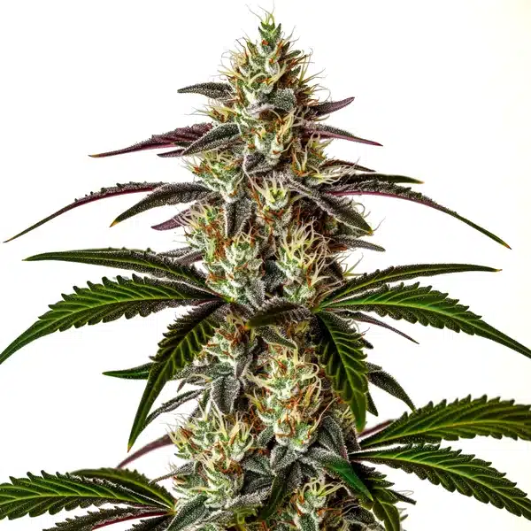 Moby x Do-Si-Dos – Blimburn Seeds