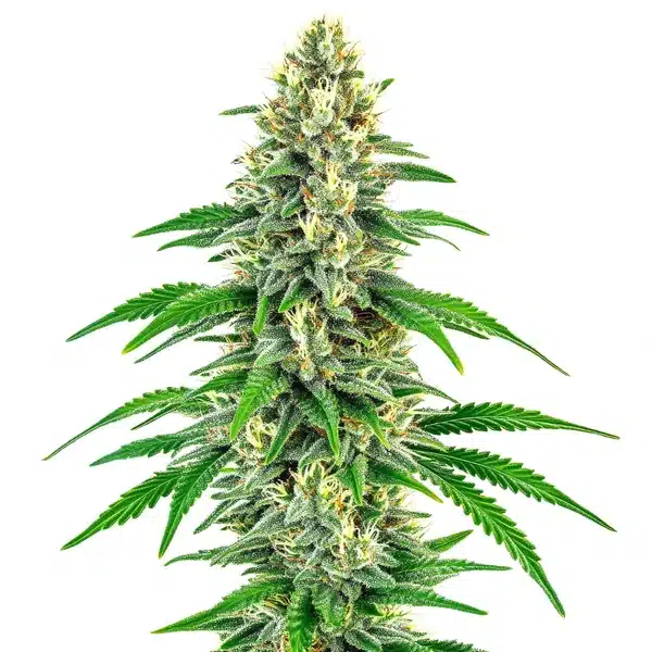 Mochalope – Blimburn Seeds