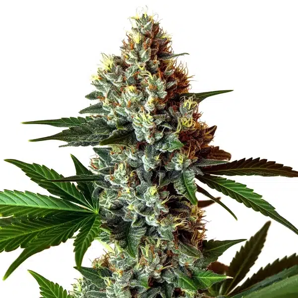 Mochalope x Do-Si-Dos – Blimburn Seeds