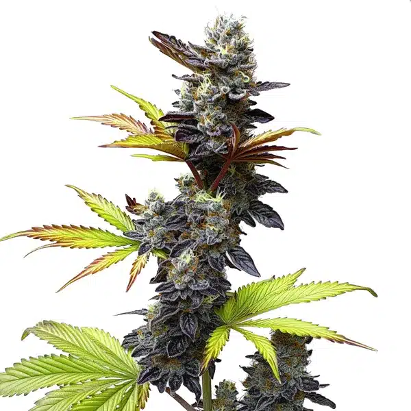 Mochi Gelato – Blimburn Seeds