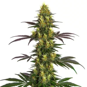 Mohan Ram – Blimburn Seeds