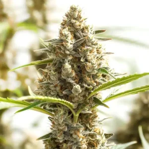 Monkey OG – Blimburn Seeds