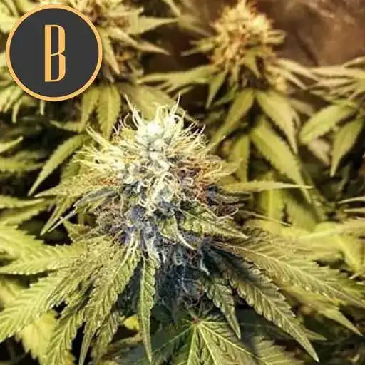 Narkosis – Blimburn Seeds