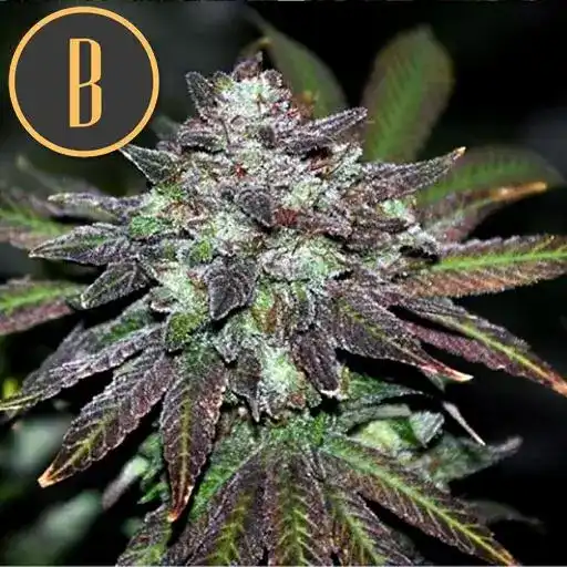 Narkosis – Blimburn Seeds