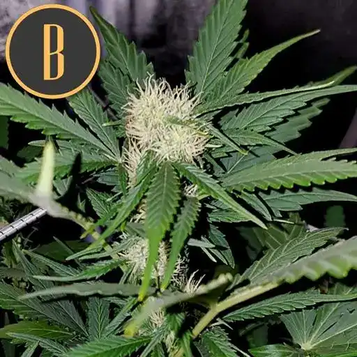Northern Lights Autoflower – Blimburn Seeds