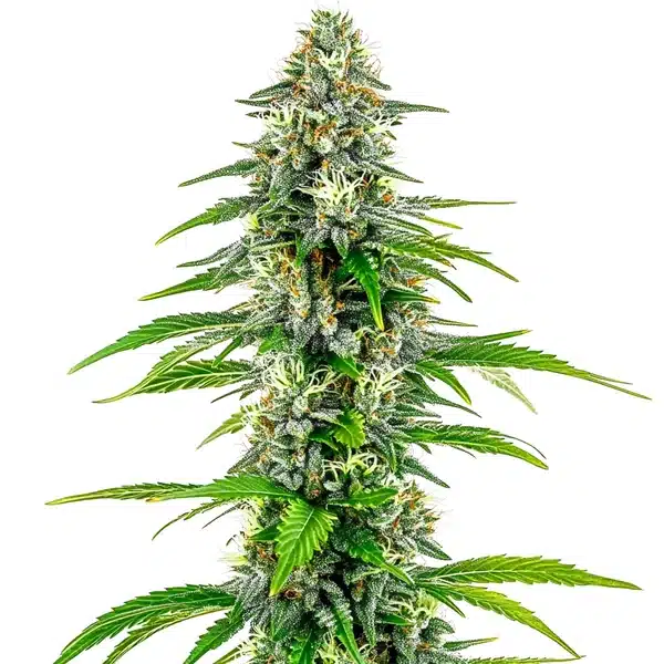 NYC Diesel Regular – Blimburn Seeds