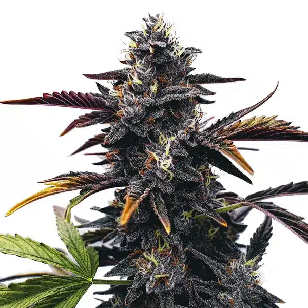 Narkosis – Blimburn Seeds