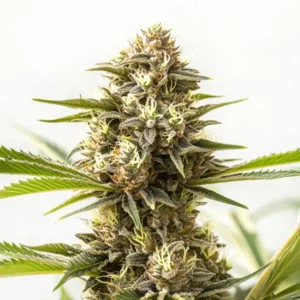 Nemesis – Blimburn Seeds