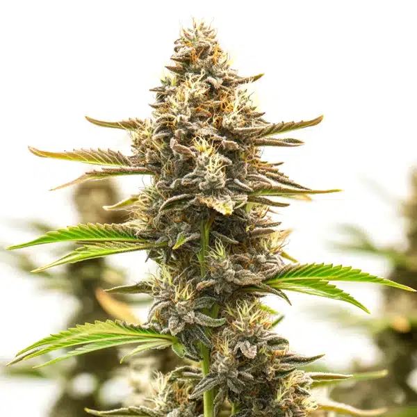 Neville Haze Auto – Blimburn Seeds