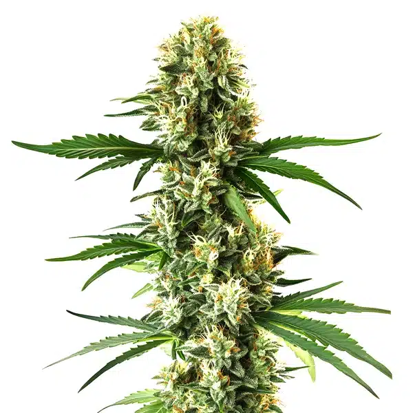 Nikki & Swami’s Lemon OG – Blimburn Seeds