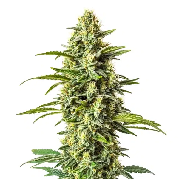 Northern Critical – Blimburn Seeds
