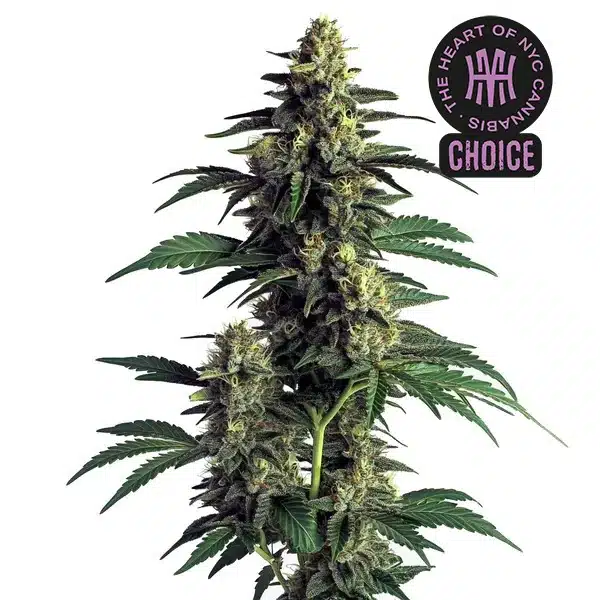 Northern Lights HMC Edition – Blimburn Seeds