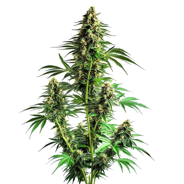 Northern Lights Autoflower F1 – Blimburn Seeds