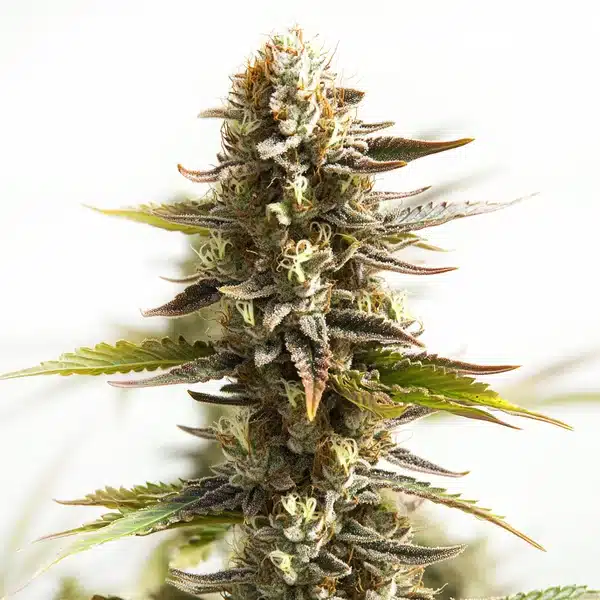 Northern Lights Mazar Auto – Blimburn Seeds