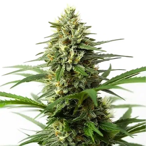 Northern Lights x Big Bud Auto – Blimburn Seeds