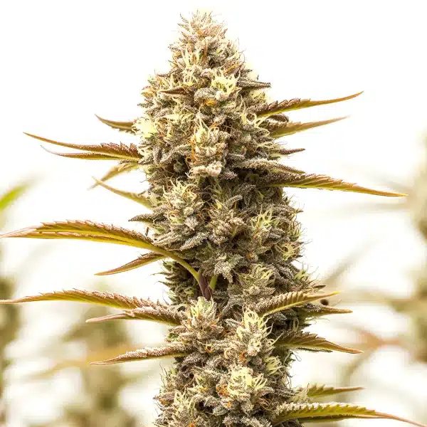 Northern Lights x Blueberry Auto – Blimburn Seeds