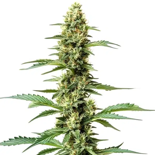 Northern Light x Chronic – Blimburn Seeds