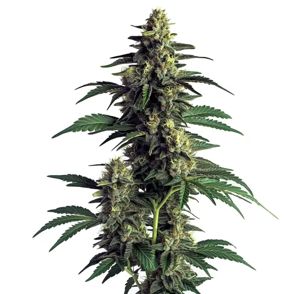 Northern Lights – Blimburn Seeds