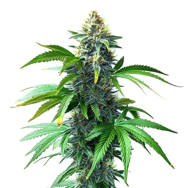 OG Kush F1 – Blimburn Seeds