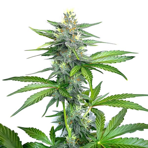 OG Kush Fast Version – Blimburn Seeds