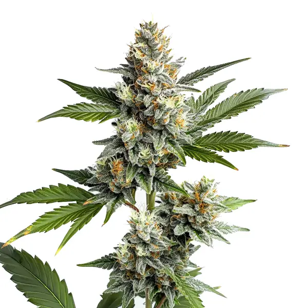 OG Kush Regular – Blimburn Seeds