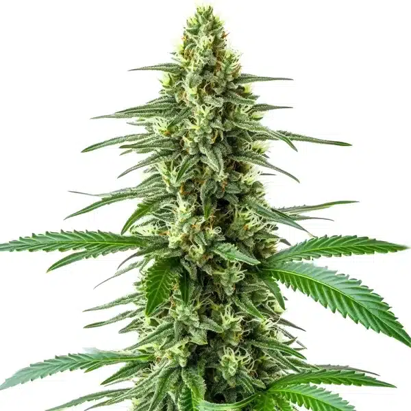 OG Kush x Amnesia – Blimburn Seeds