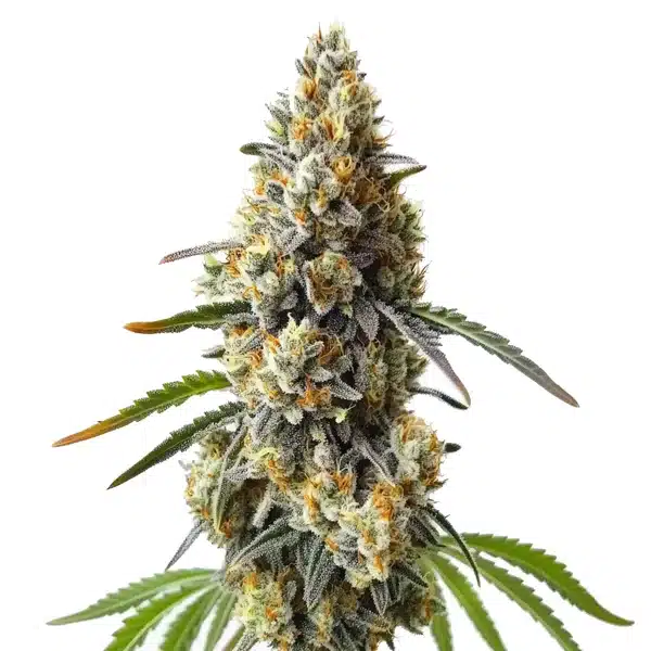 OG Kush x Diesel – Blimburn Seeds
