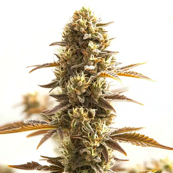 Orange Bud – Blimburn Seeds