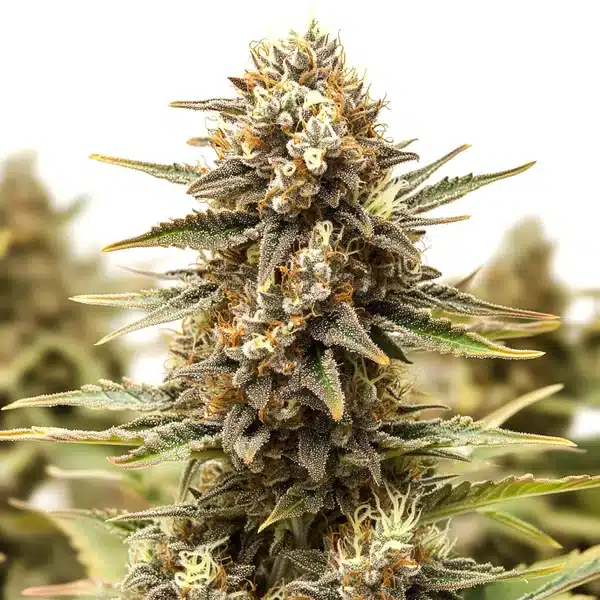 Orange Cake – Blimburn Seeds