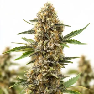 Orange Cream Auto – Blimburn Seeds