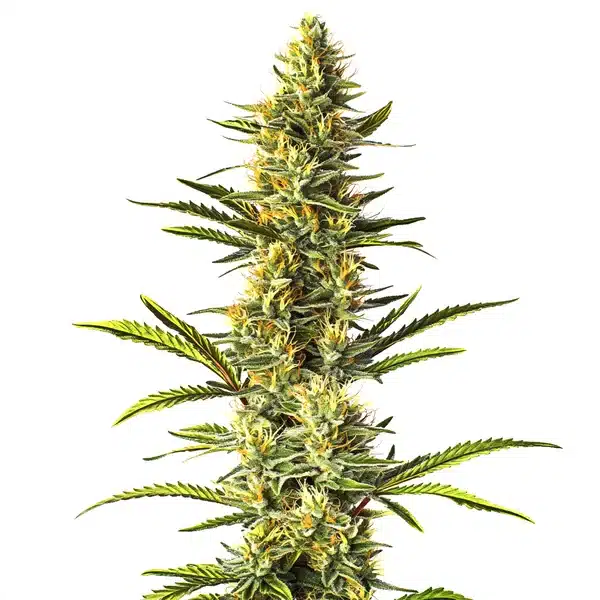 Orange Cream – Blimburn Seeds