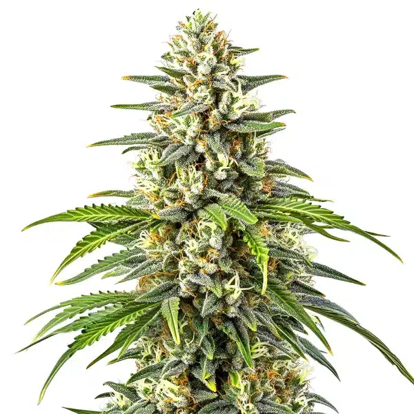 Orange Kush – Blimburn Seeds