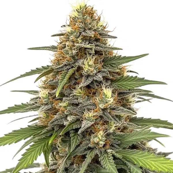 Orange Sherbet – Blimburn Seeds