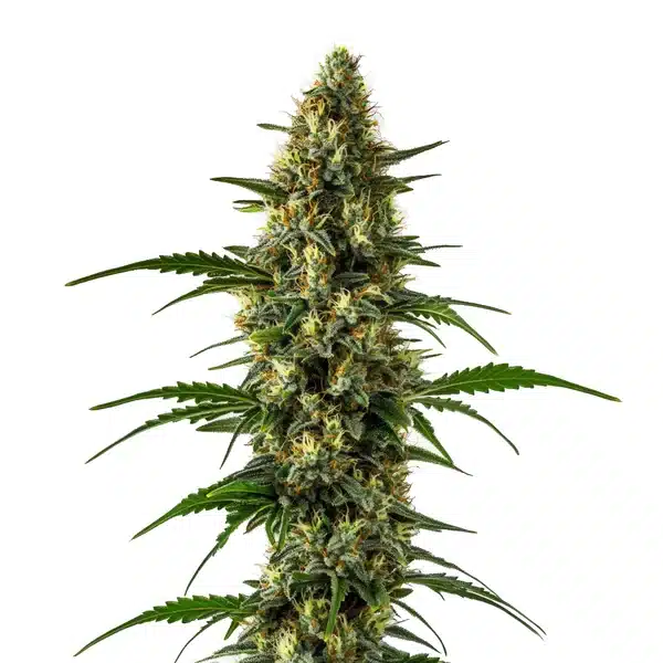 Orange x Skunk – Blimburn Seeds