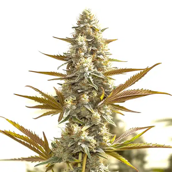 Oregon Peach – Blimburn Seeds
