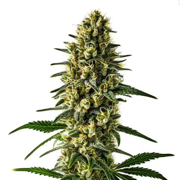 Oregon Underdawg – Blimburn Seeds