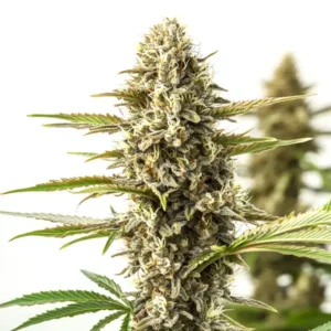 Orient Auto – Blimburn Seeds