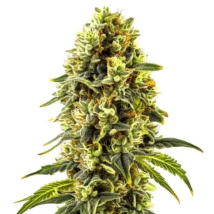 Original Cheese – Blimburn Seeds