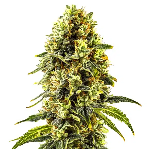 Original Cheese – Blimburn Seeds