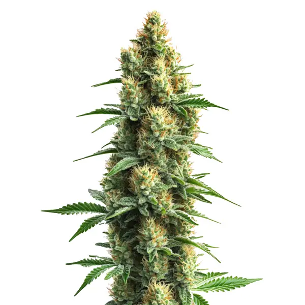 Orka – Blimburn Seeds