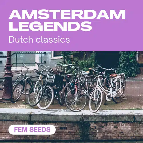 Amsterdam Legends – Blimburn Seeds