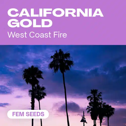 California Gold – Blimburn Seeds