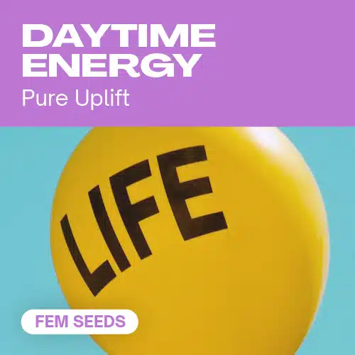 Daytime Energy – Blimburn Seeds